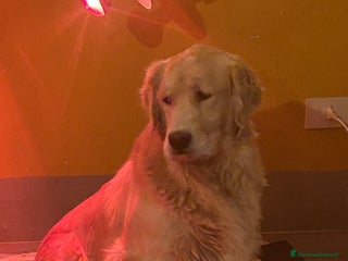 Golden Retriever cani Cuccioli Golden Retriever - Annuncio 1