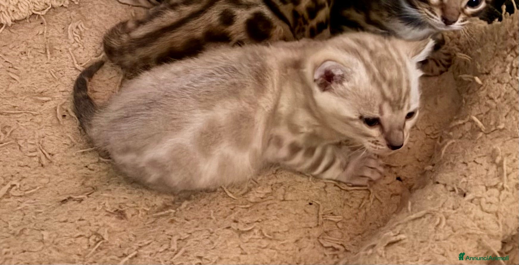 Bengala gatti gatto bengala maschietto  - Annuncio 1