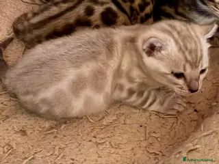 Bengala gatti in vendita: gatto bengala maschietto - Annuncio 1