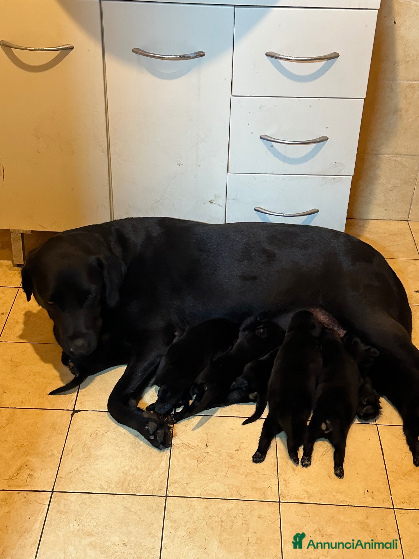 Labrador cani Labrador Nero - Annuncio 2