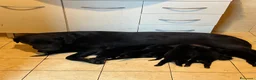 Labrador cani in vendita: Labrador Nero - Annuncio 1