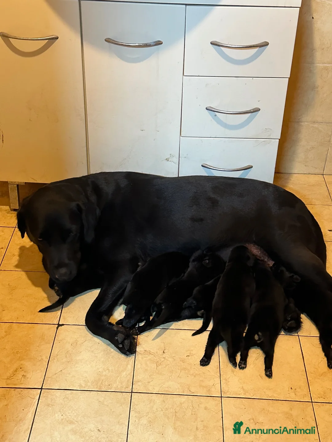 Labrador cani in vendita: Labrador Nero - Annuncio 1