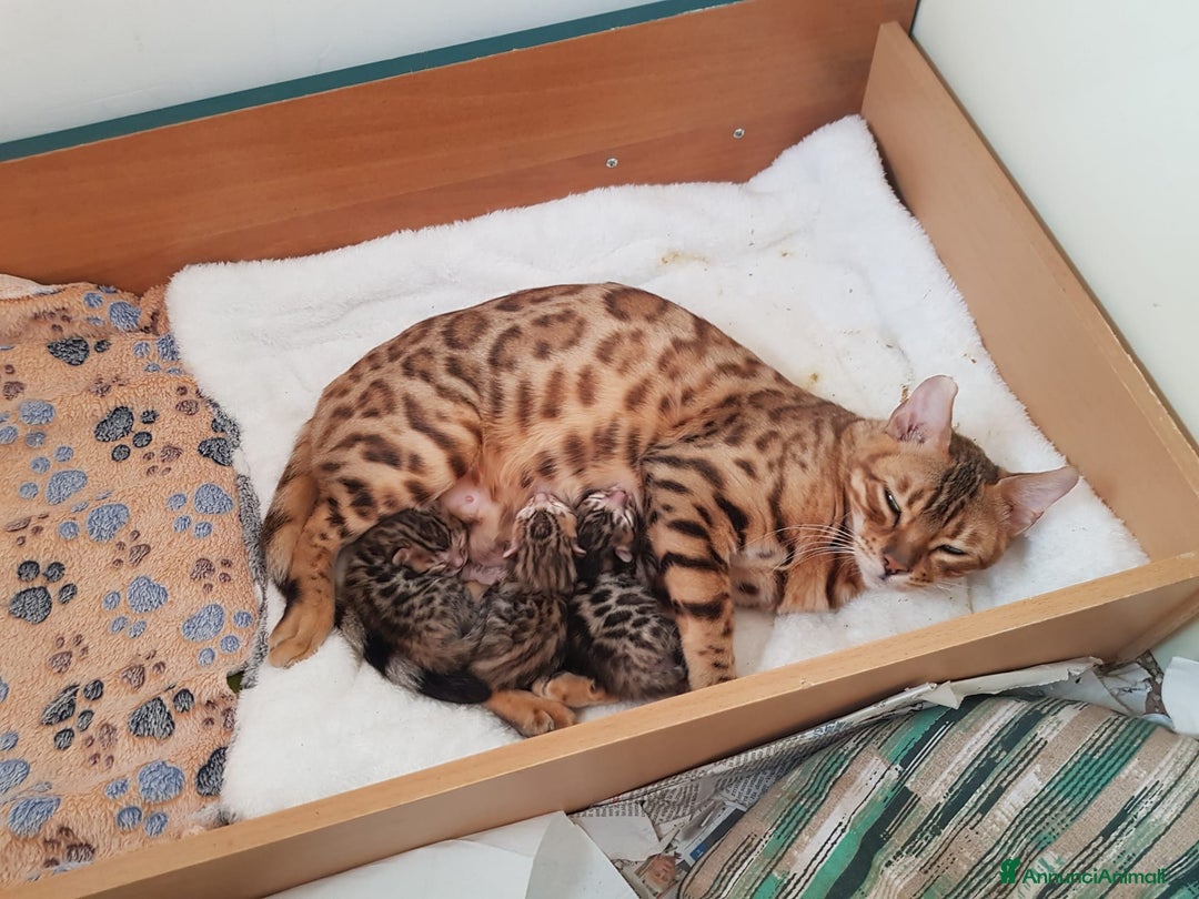 Bengala gatti in vendita: Pedigree Afsi - Annuncio 12