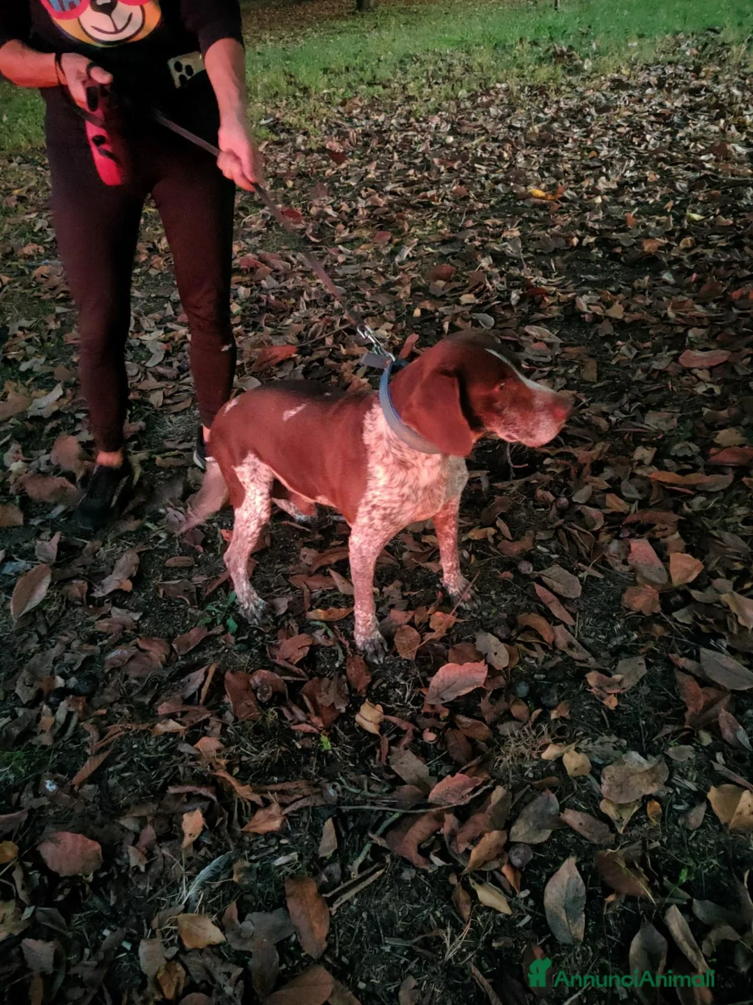 Bracco cani in regalo: Bracco tedesco/springer a Provincia di Ferrara - Annuncio 5