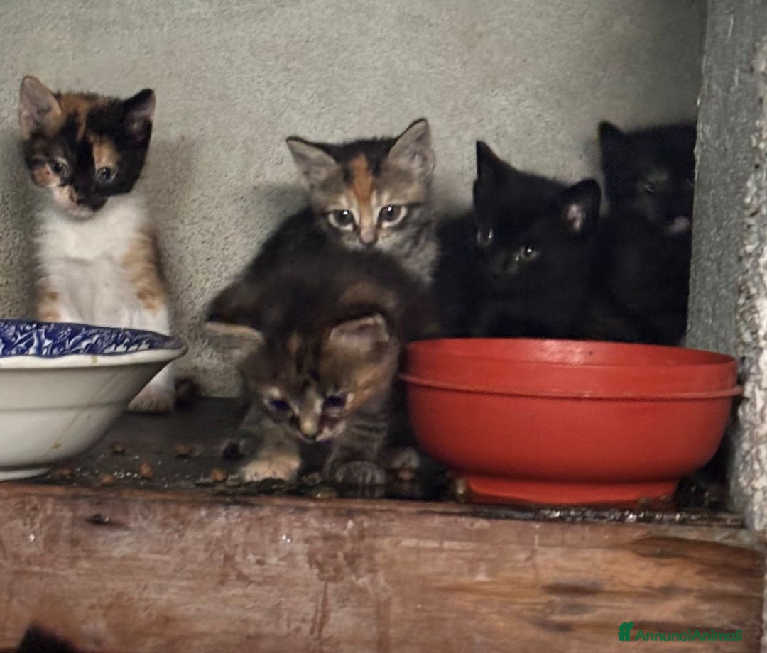 Altre razze gatti in vendita: 7 allegri batuffoli in cerca di casa a Province of Brescia - Immagine 11