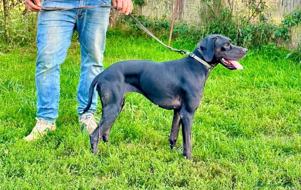 Pointer cani Regalo pointer femmina - Annuncio 1