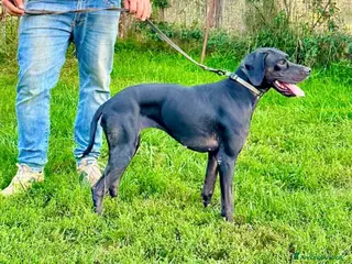 Pointer cani Regalo pointer femmina - Annuncio 1