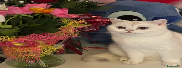 Kitty