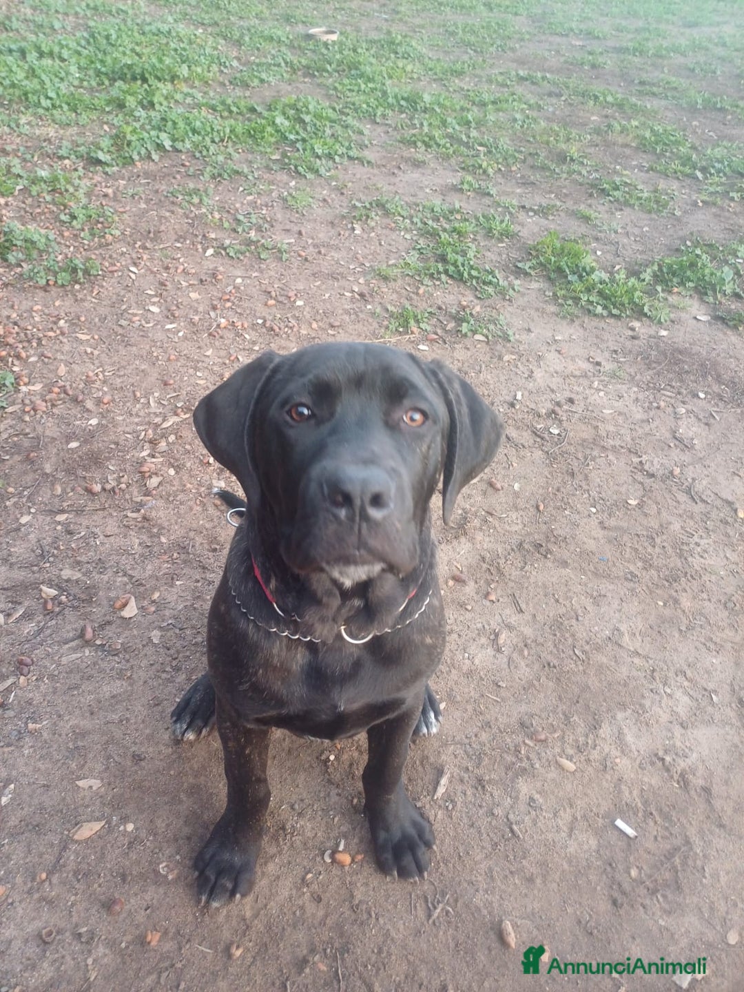 Cane Corso cani in regalo: ALBERTO CUCC. CORSO CERCA LA SUA FAMIGLIA - Annuncio 2