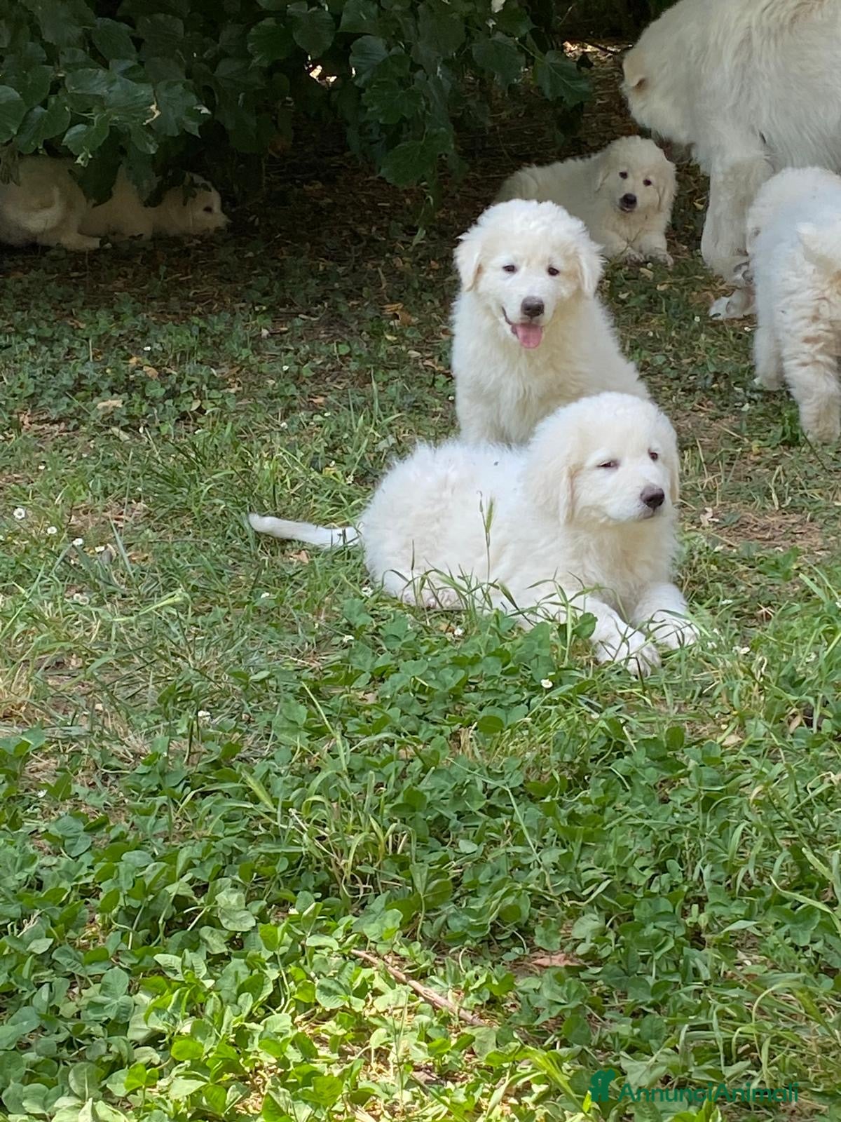 Pastore Abbruzzese Maremmano cani in vendita: cuccioli pastore abruzzese maremmano a Provincia di Lodi - Annuncio 2