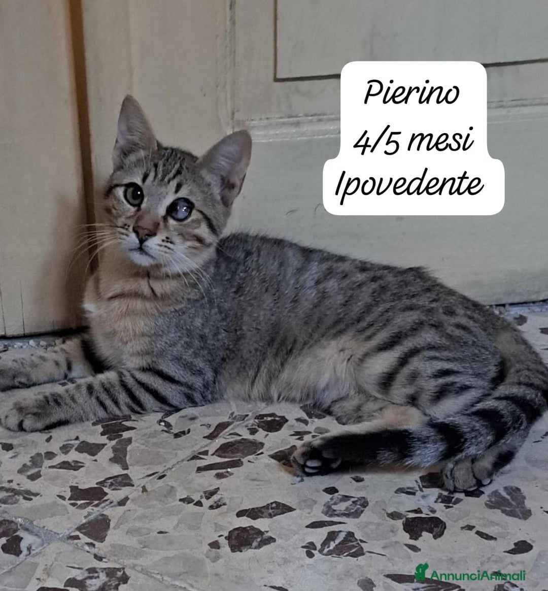 Altre razze gatti in regalo: S.o.s. gattini da salvare  - Annuncio 9