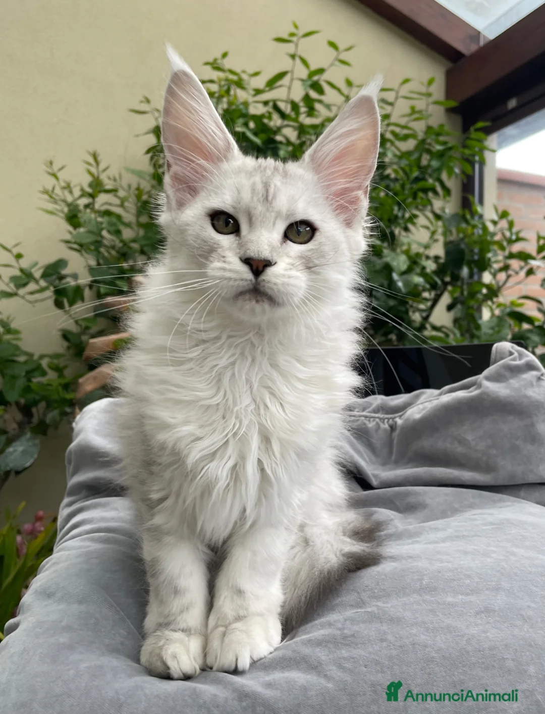 Maine Coon gatti in vendita: Bellissima cucciola shaded - Annuncio 2