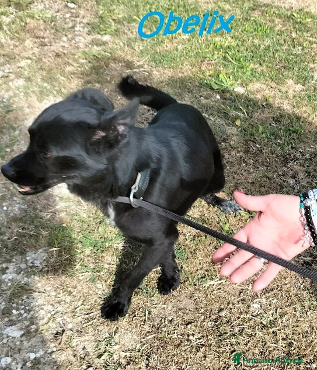 Meticcio cani in regalo: OBELIX affettuoso ed allegro tg picc. - Annuncio 8