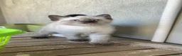 Siamese gatti in vendita: Gattini siamesi seal point - Annuncio 9