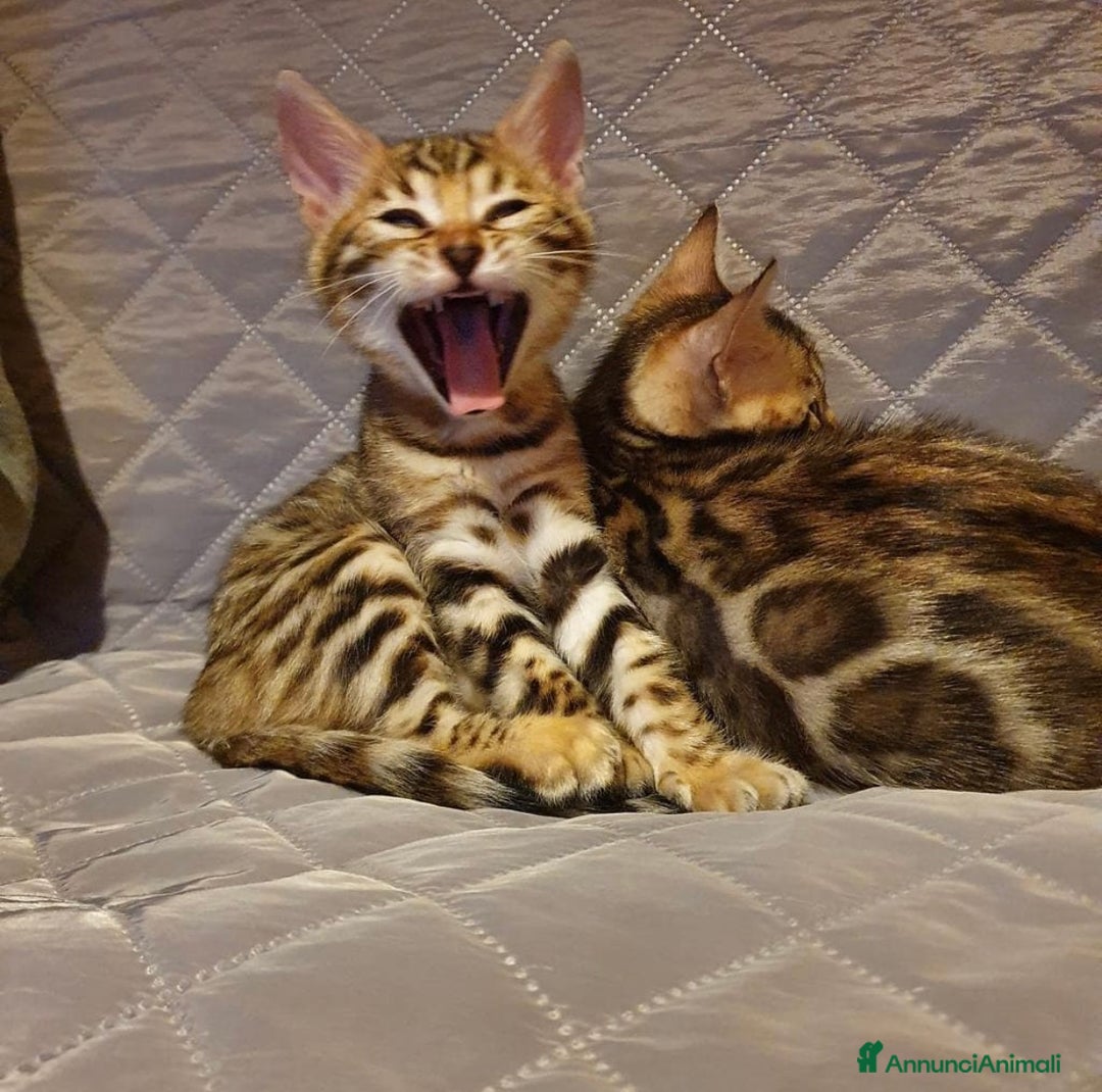 Bengala gatti in vendita: Cuccioli bengala - Annuncio 3