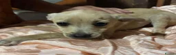 Meticcio cani in regalo: BRICIOLA E BRISCOLA taglia piccola adozione - Annuncio 2