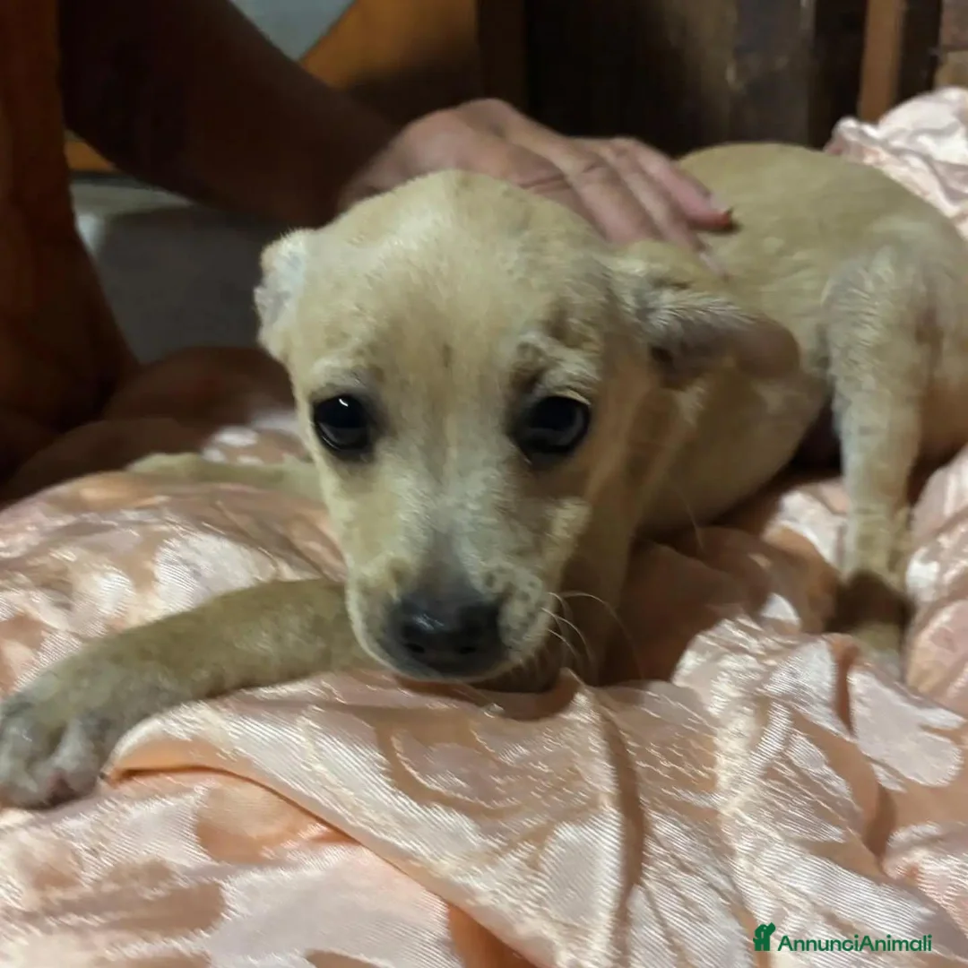 Meticcio cani in regalo: BRICIOLA E BRISCOLA taglia piccola adozione - Annuncio 2
