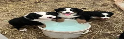 Bovaro del Bernese cani in vendita: Cucciolo bovaro del bernese  a Provincia di Salerno - Annuncio 7