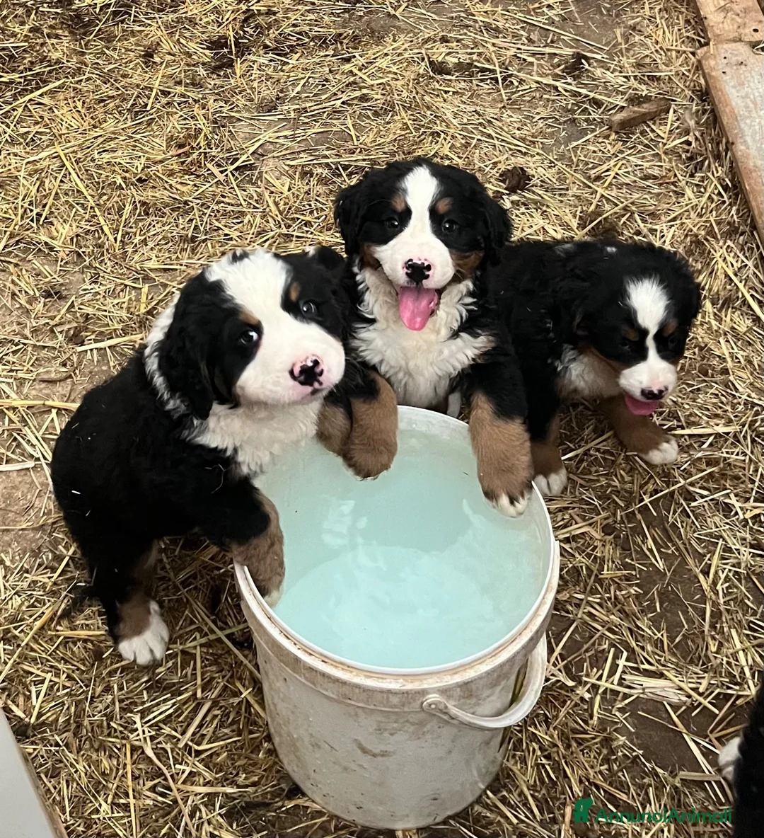 Bovaro del Bernese cani in vendita: Cucciolo bovaro del bernese  a Provincia di Salerno - Annuncio 7