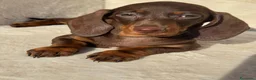 Bassotto cani in vendita: Bassotti cuccioli  - Annuncio 6