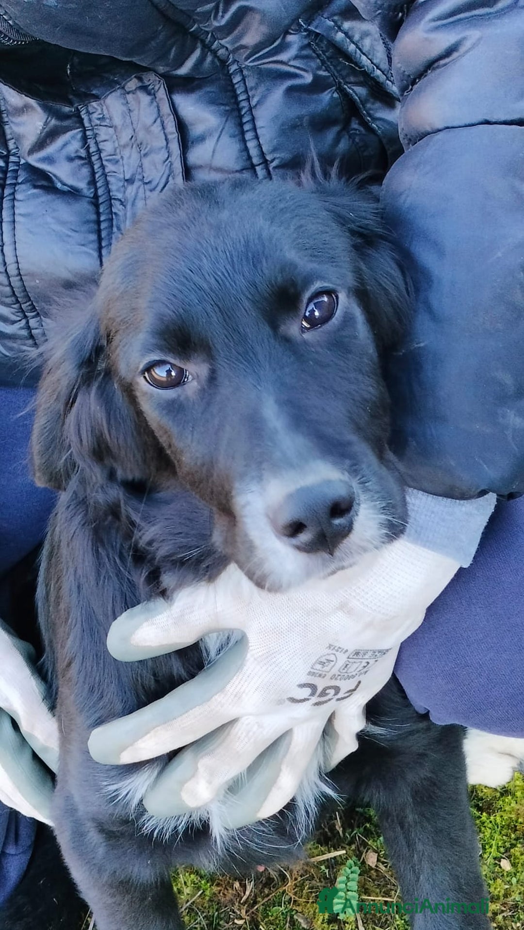 Meticcio cani in regalo: GHALI - Annuncio 3