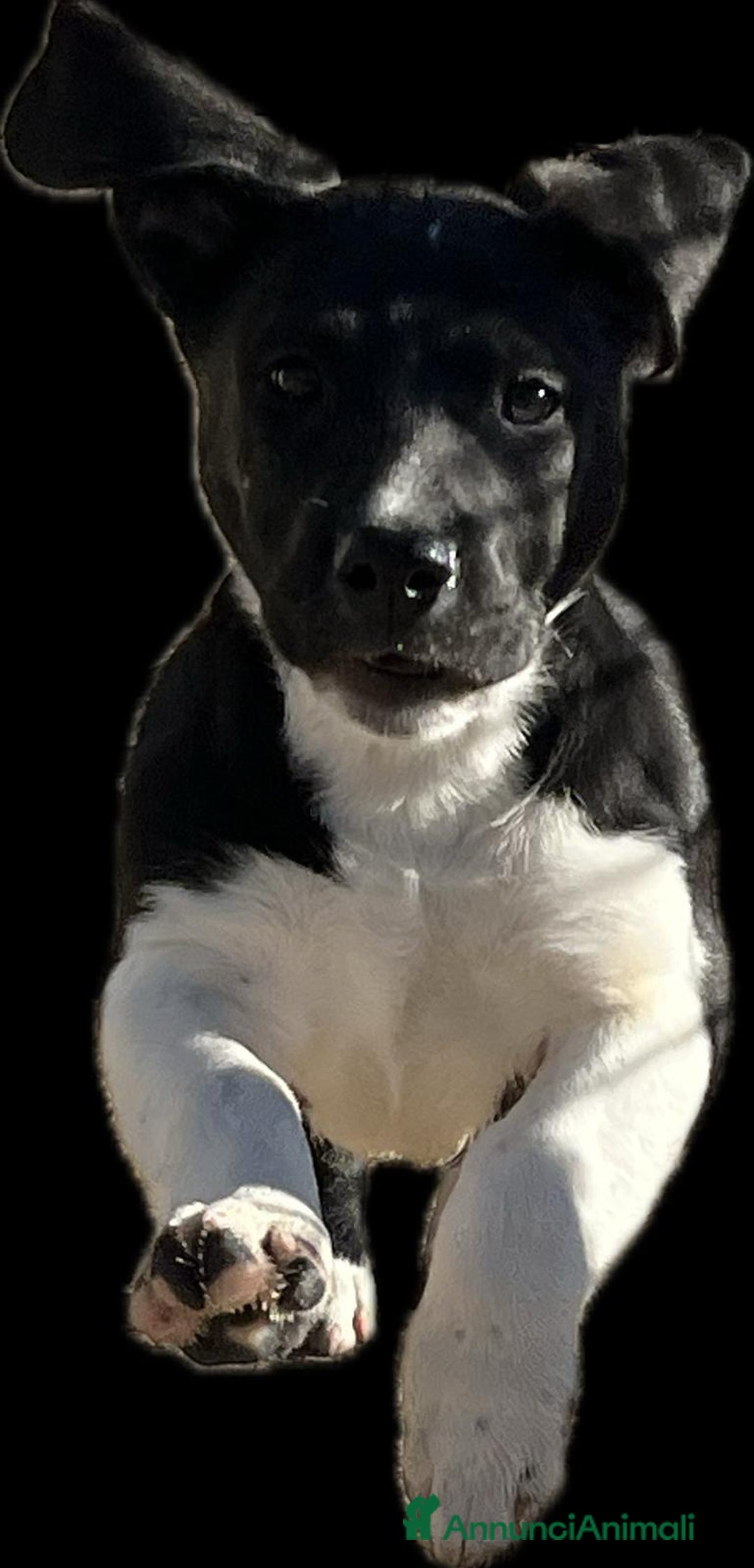 Meticcio cani in regalo: Simpaticissima cucciola  - Annuncio 2