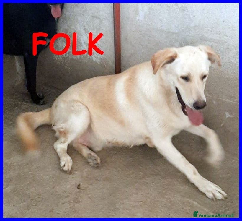 Meticcio cani FOLK allegro e solare pacioccone - Annuncio 39