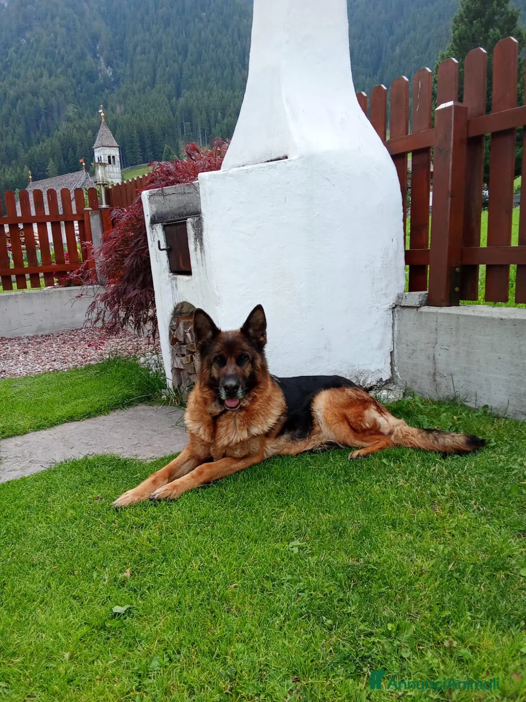 Pastore Tedesco cani in vendita: In vendita femmina di pastore tedesco pura razza a Provincia autonoma di Bolzano - Alto Adige - Annuncio 1