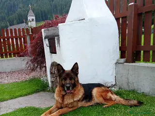 Pastore Tedesco cani In vendita femmina di pastore tedesco pura razza - Annuncio 1
