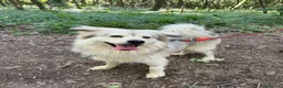 Meticcio cani in regalo: yorgo, un tenero pelosetto - Annuncio 5