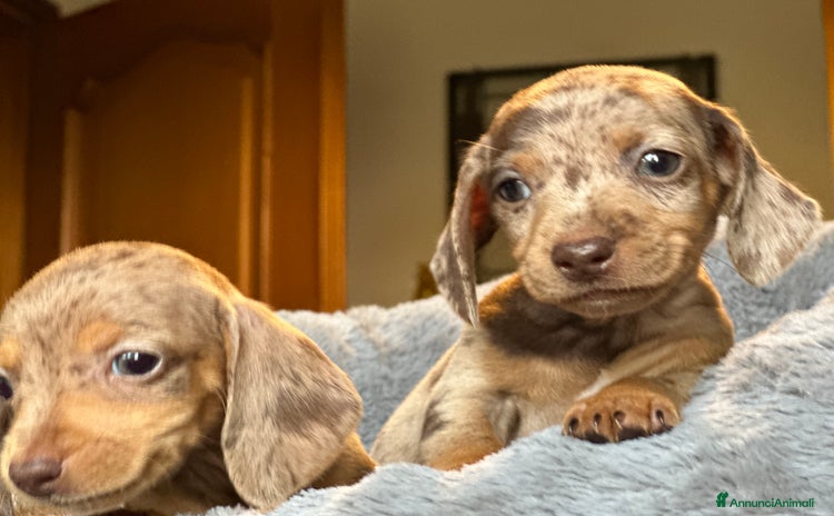 Bassotto cani a Provincia di Asti - Annuncio 6