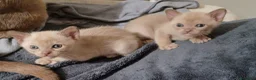 Burmese gatti in vendita: Gattine Burmese Europei Chocolate Brown a Città Metropolitana di Bologna - Annuncio 2