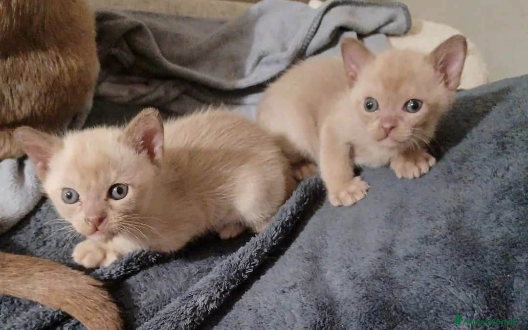 Burmese gatti in vendita: Gattine Burmese Europei Chocolate Brown a Città Metropolitana di Bologna - Annuncio 2