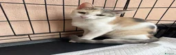 Europeo gatti in regalo: Sissi dolcissima micina tricolore  - Annuncio 3