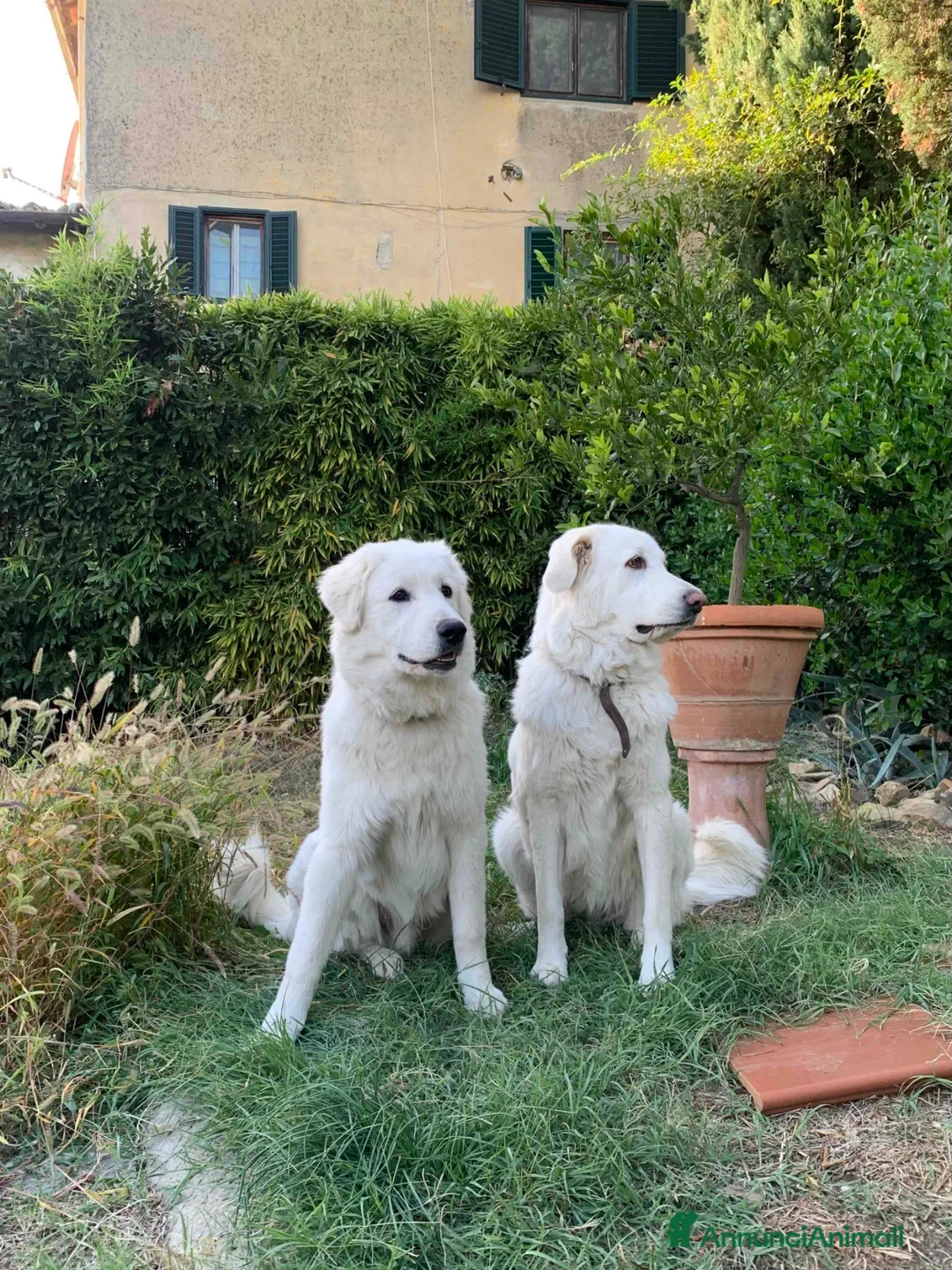 Pastore Maremmano cani in vendita: Cuccioli Pastore Maremmano Abruzzese - Annuncio 2