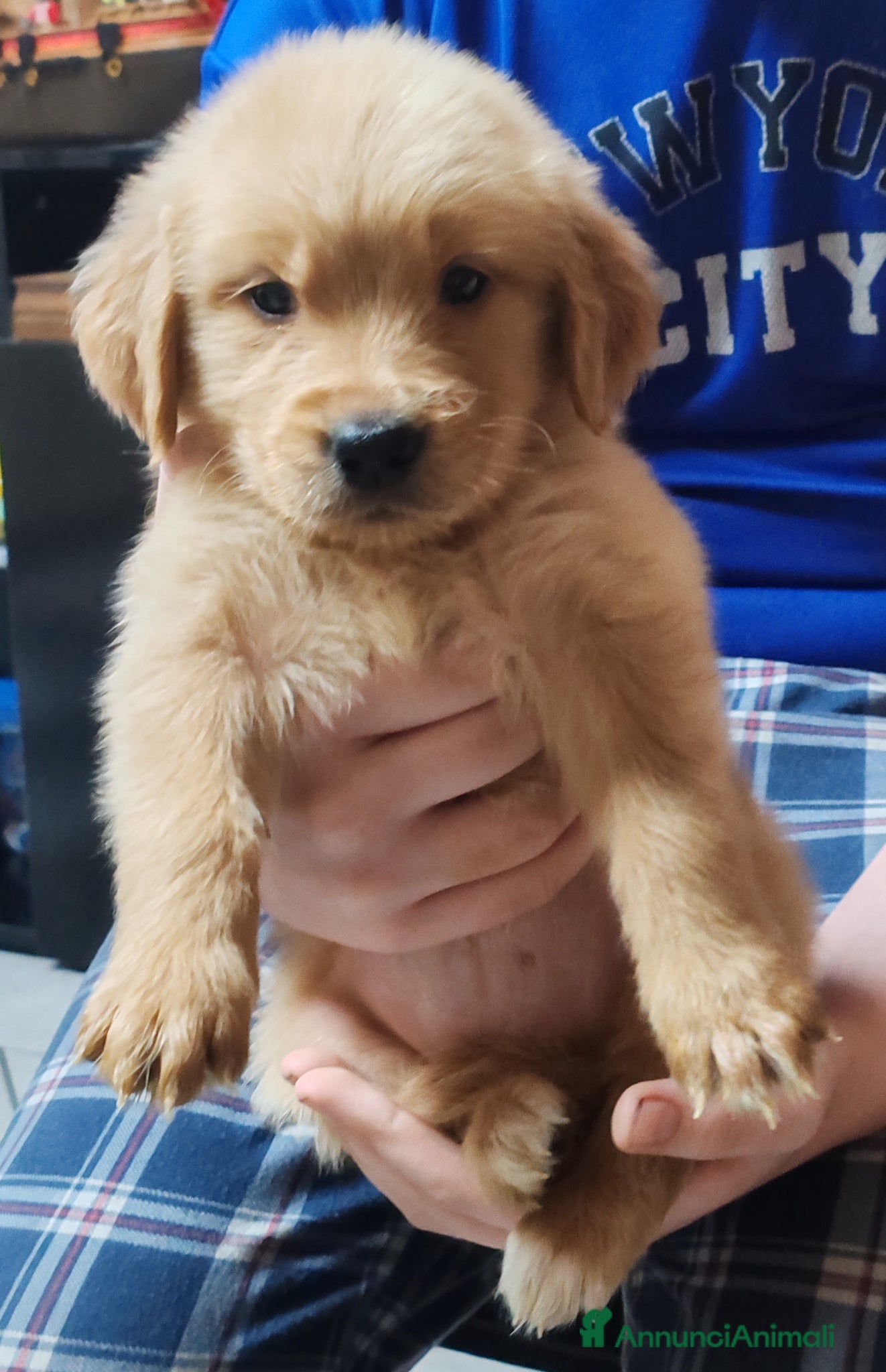 Golden Retriever cani Cuccioli golden retriever - Annuncio 1