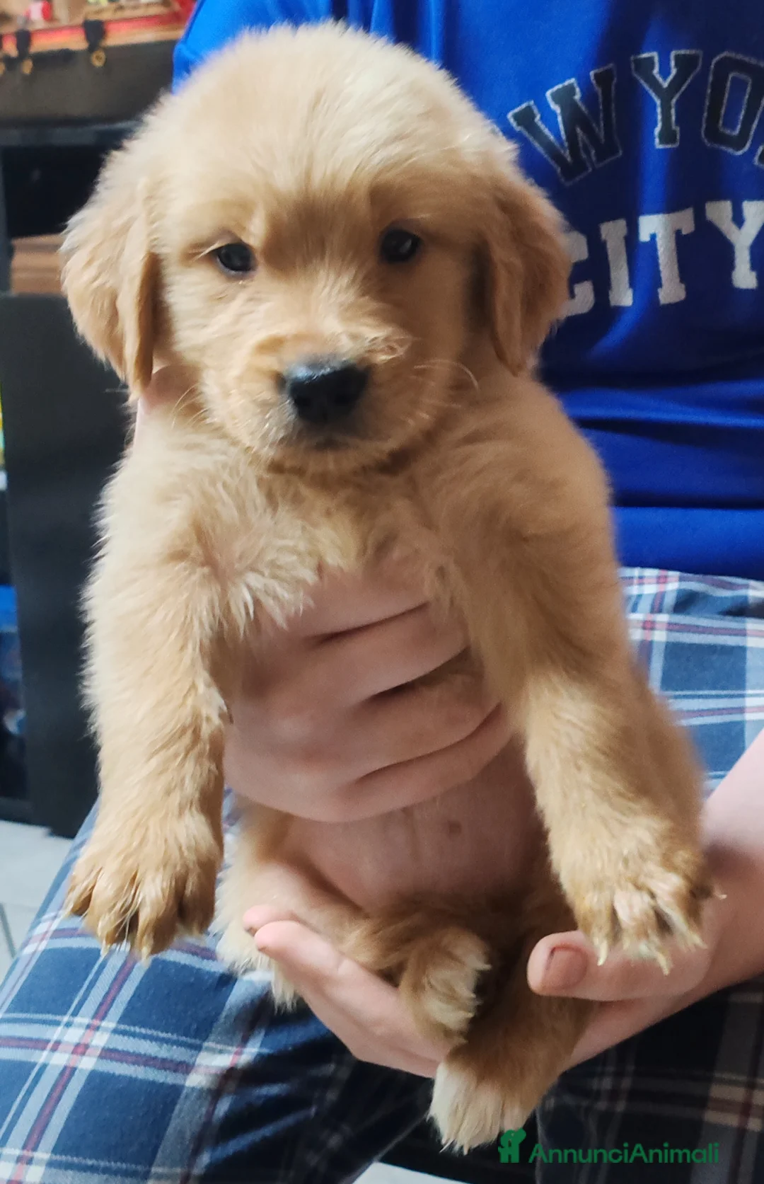 Golden Retriever cani in vendita: Cuccioli golden retriever - Annuncio 1