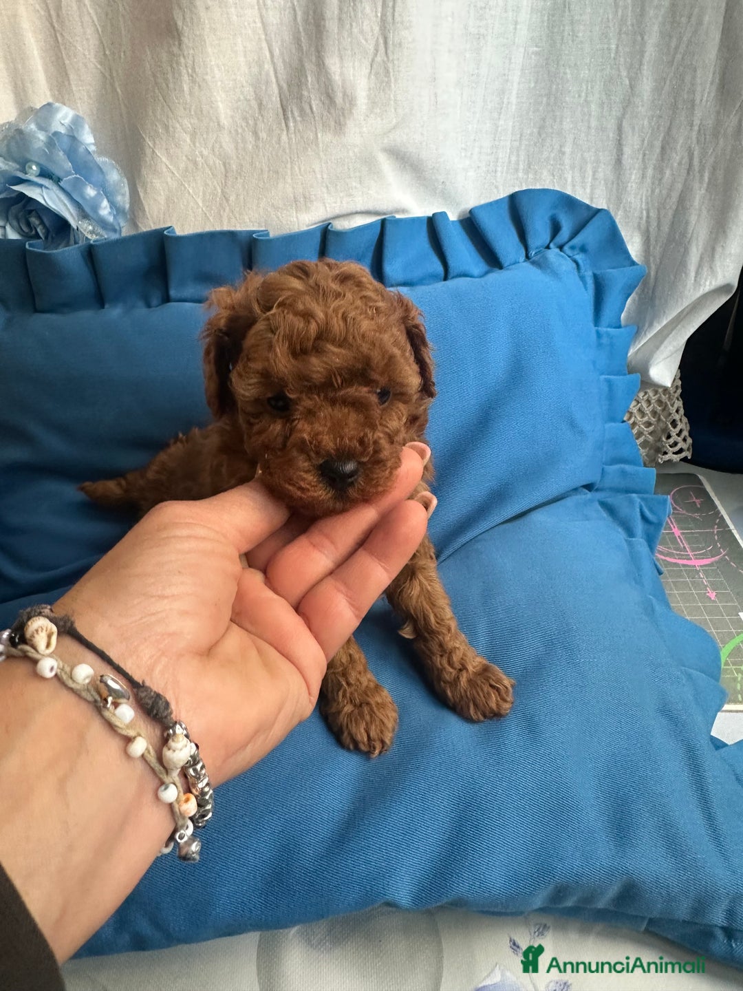Barboncino Toy cani in vendita: Barboncina rosso mini a Città Metropolitana di Napoli - Immagine 1