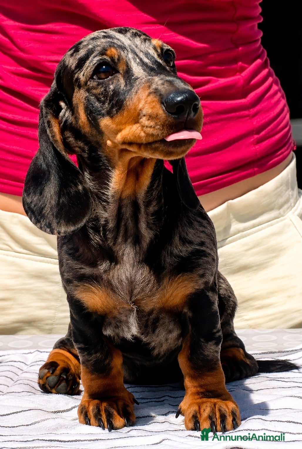 Bassotto cani Cucciola bassotto Arlecchino nano  - Annuncio 2