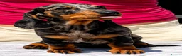 Bassotto cani in vendita: Cucciola bassotto Arlecchino nano  - Annuncio 1