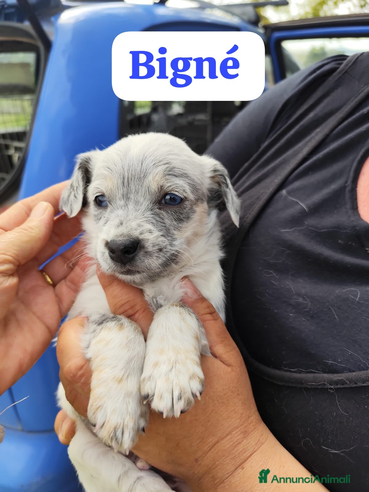 Meticcio cani Cuccioli 2 mesi taglie medio piccole  - Annuncio 13