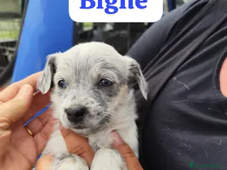 Meticcio cani Cuccioli 2 mesi taglie medio piccole - Annuncio 13