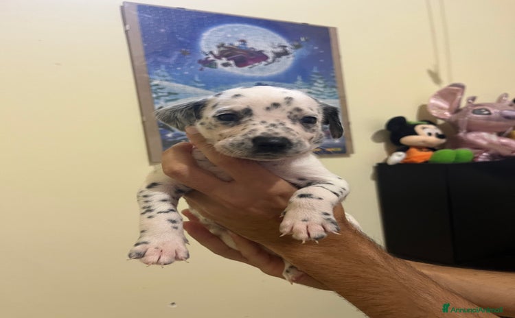 Dalmata cani - Annuncio 1