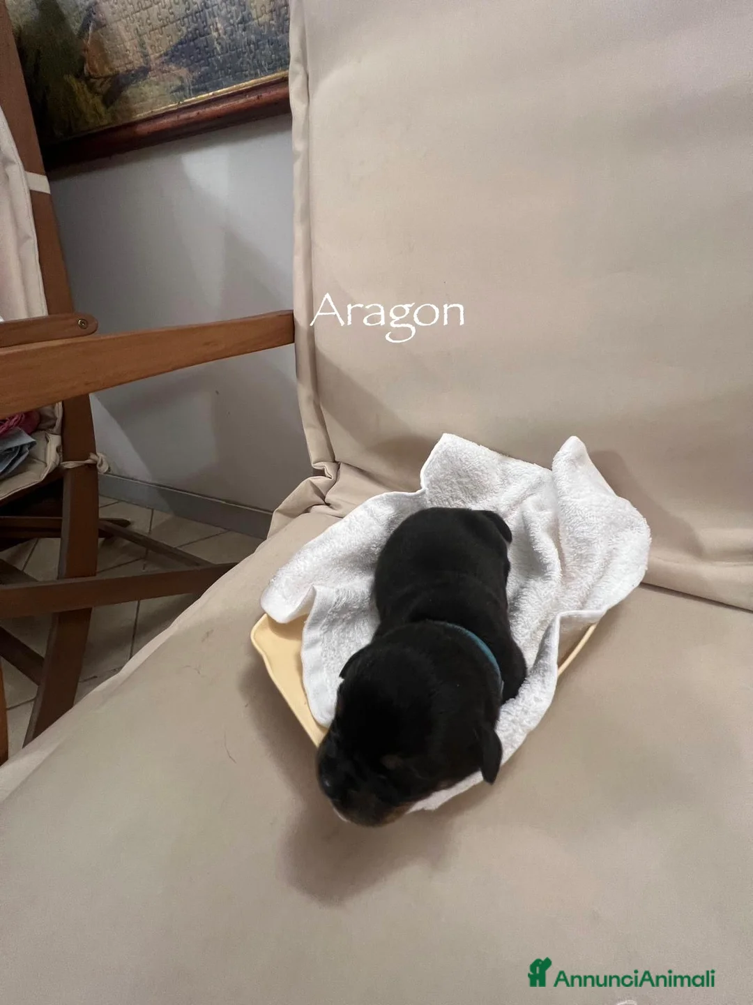 Rottweiler cani in vendita: Cuccioli Rottweiler con pedigree  - Annuncio 5