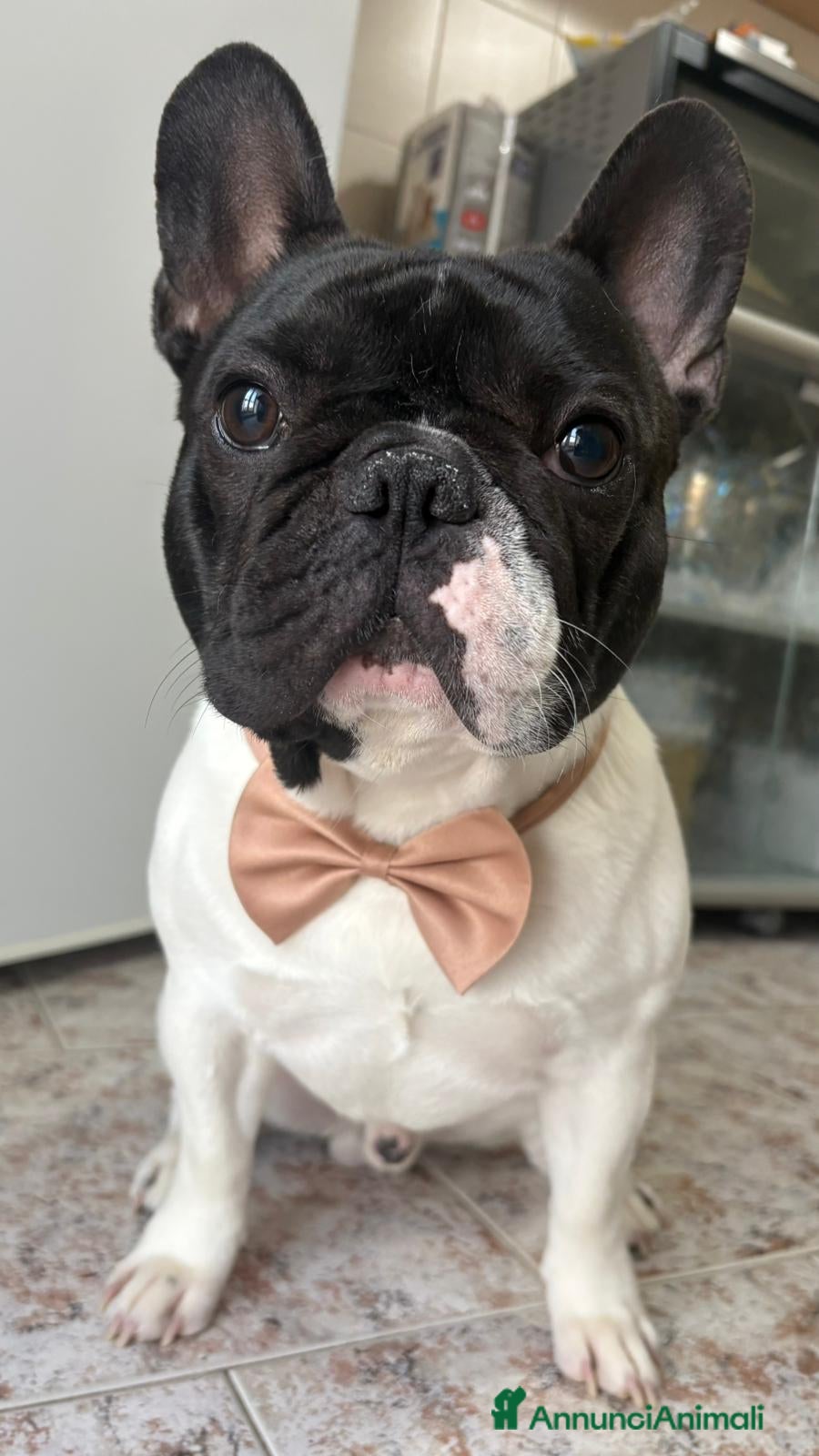 Bulldog Francese cani Disponibile per monta  - Annuncio 1