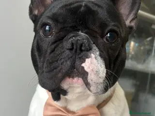 Bulldog Francese cani Disponibile per monta - Annuncio 1