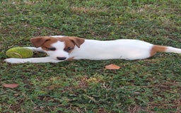 Jack Russell cani in vendita: Jack Russell cucciolo - Immagine 1