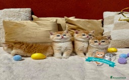 Scottish gatti in vendita: Scottish Fold Enfi Cuccioli Disponibili - Immagine 6