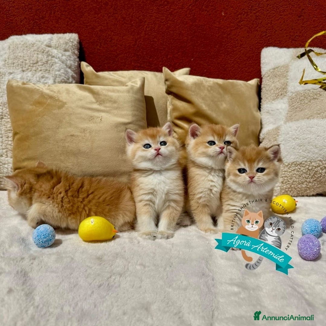 Scottish gatti in vendita: Scottish Fold Enfi Cuccioli Disponibili - Immagine 6