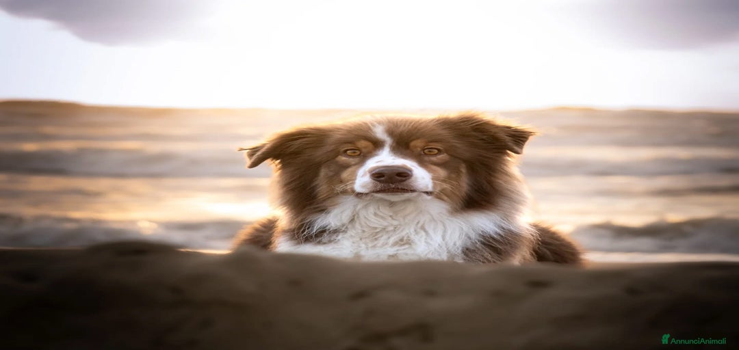 Immagine della galleria {{count}}